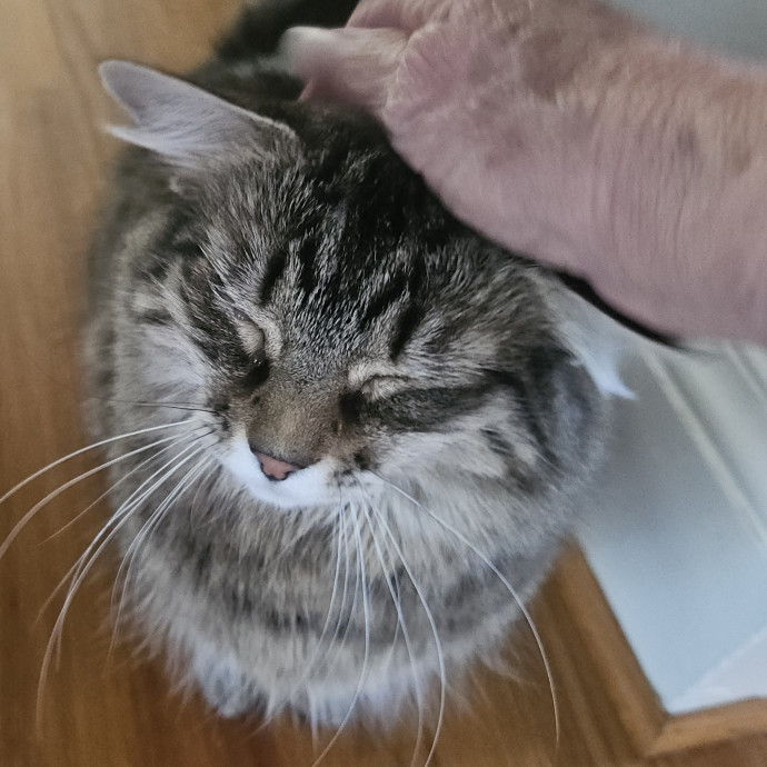 Blue Ribbon Cat Sitter Of Queen City