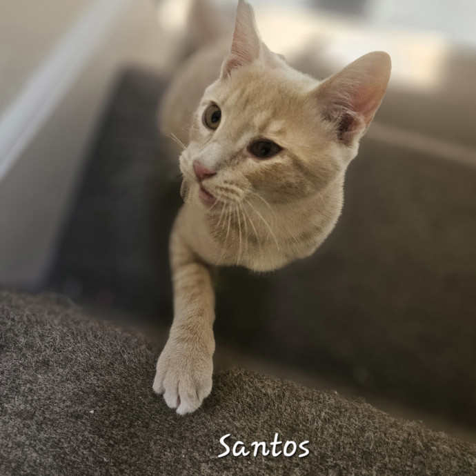 Blue Ribbon Cat Sitter Of Queen City