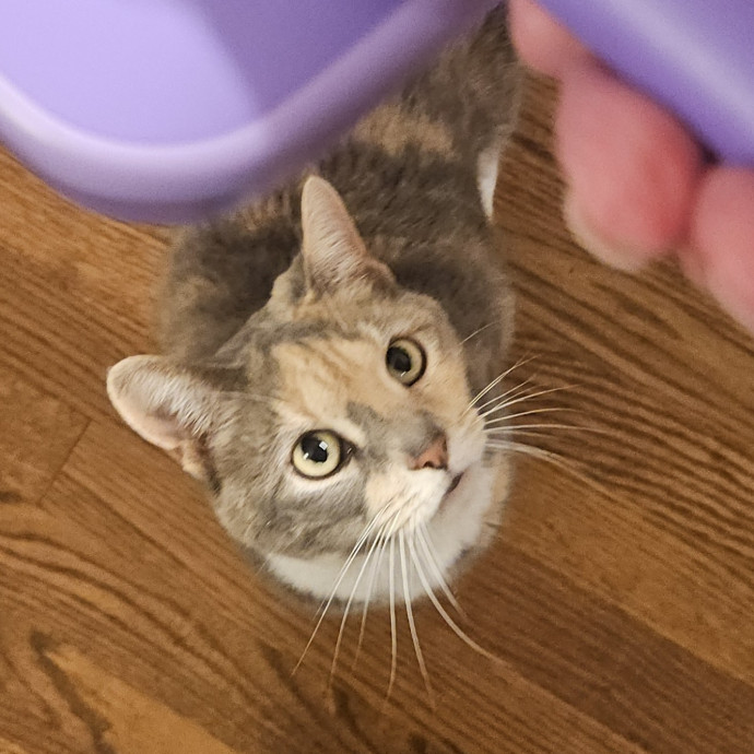 Blue Ribbon Cat Sitter Of Queen City