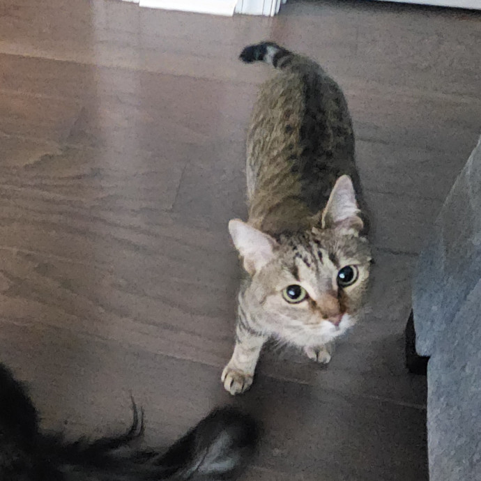 Blue Ribbon Cat Sitter Of Queen City