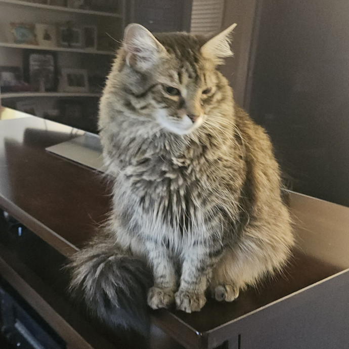 Blue Ribbon Cat Sitter Of Queen City