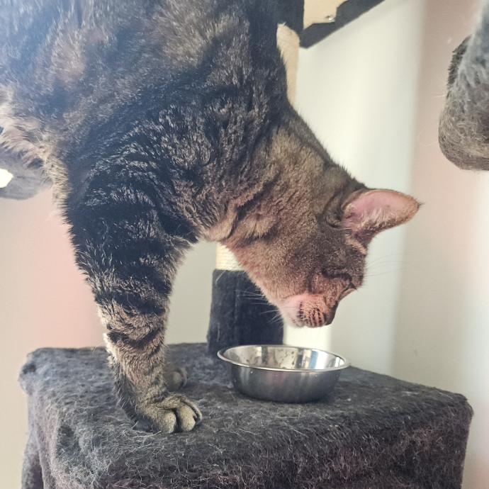 Blue Ribbon Cat Sitter Of Queen City