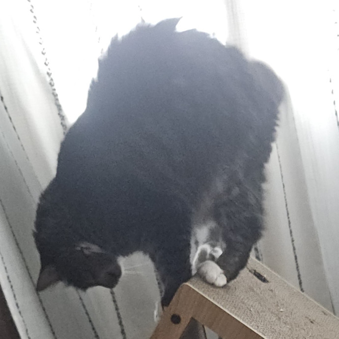 Blue Ribbon Cat Sitter Of Queen City