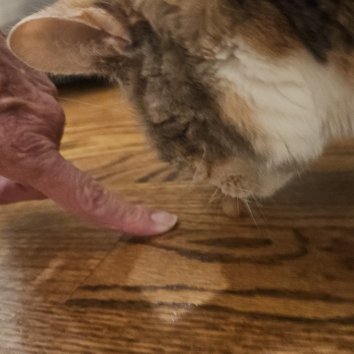 Blue Ribbon Cat Sitter Of Queen City
