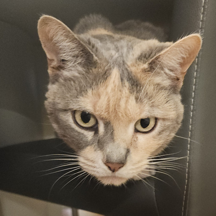 Blue Ribbon Cat Sitter Of Queen City
