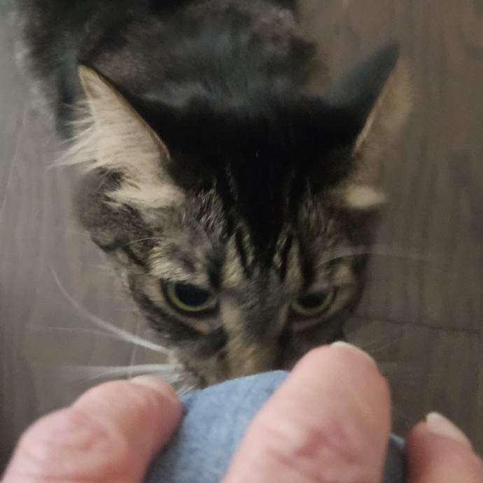 Blue Ribbon Cat Sitter Of Queen City