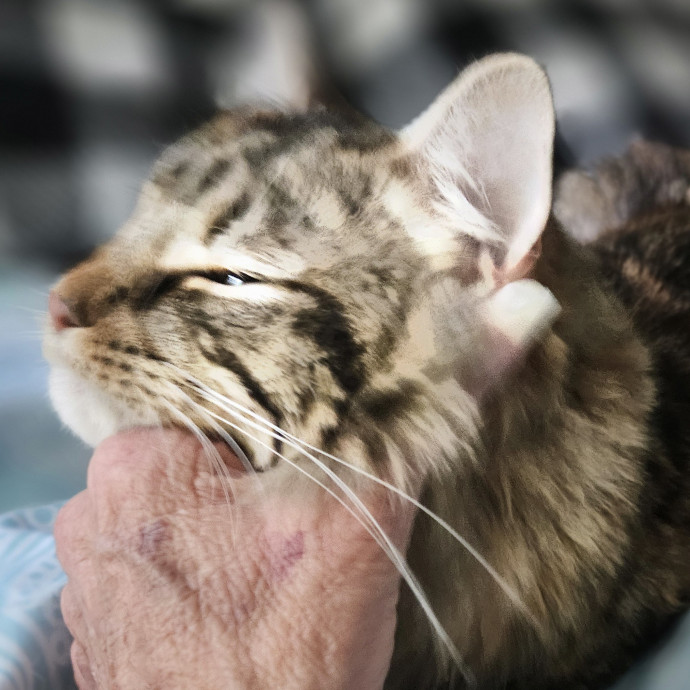 Blue Ribbon Cat Sitter Of Queen City