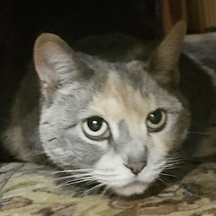 Blue Ribbon Cat Sitter Of Queen City