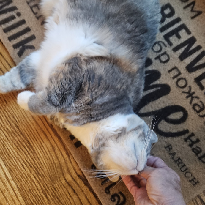 Blue Ribbon Cat Sitter Of Queen City