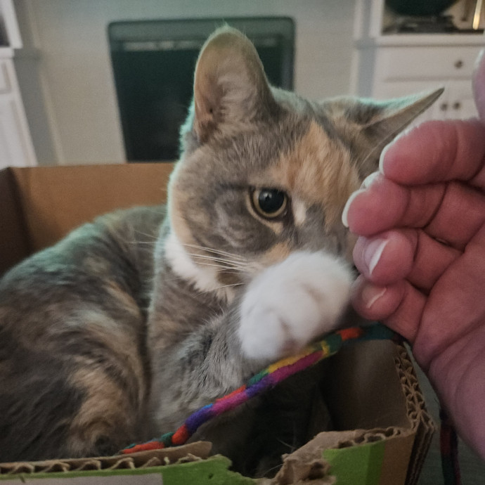 Blue Ribbon Cat Sitter Of Queen City