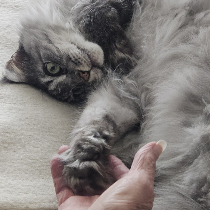 Blue Ribbon Cat Sitter Of Queen City