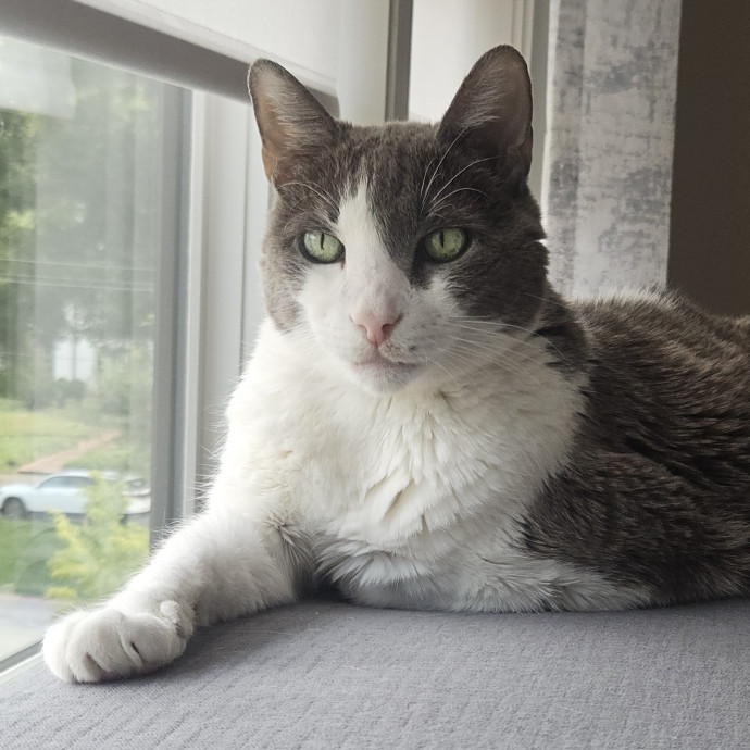 Blue Ribbon Cat Sitter Of Queen City