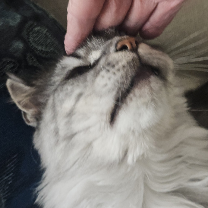 Blue Ribbon Cat Sitter Of Queen City