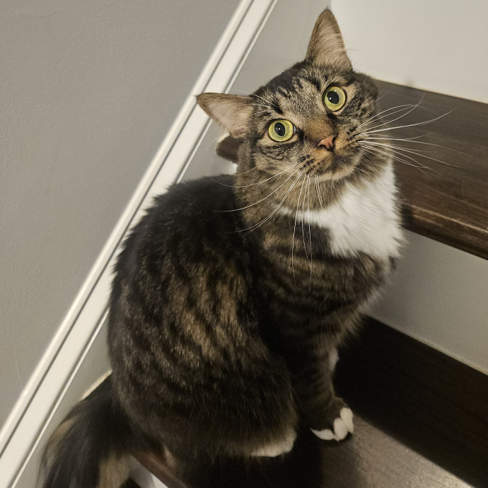 Blue Ribbon Cat Sitter Of Queen City
