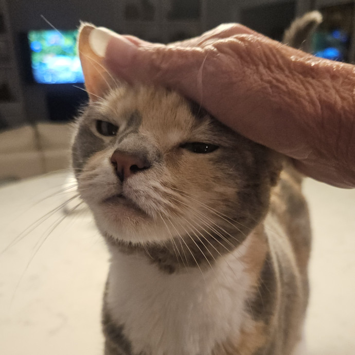 Blue Ribbon Cat Sitter Of Queen City