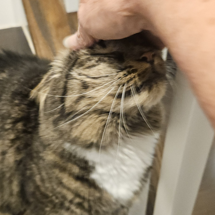 Blue Ribbon Cat Sitter Of Queen City