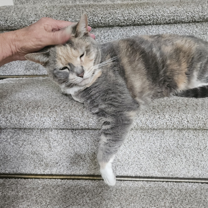 Blue Ribbon Cat Sitter Of Queen City