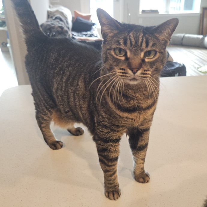 Blue Ribbon Cat Sitter Of Queen City