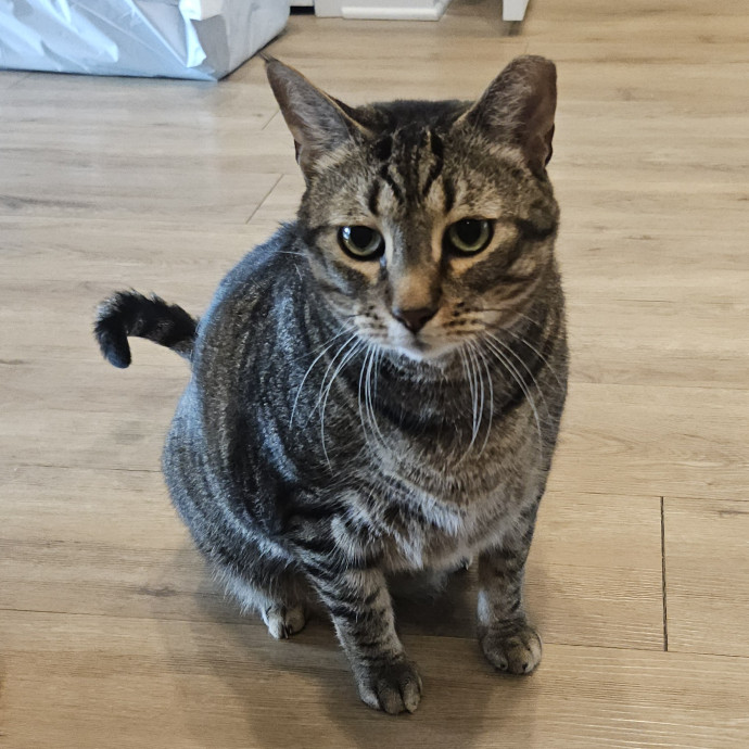 Blue Ribbon Cat Sitter Of Queen City