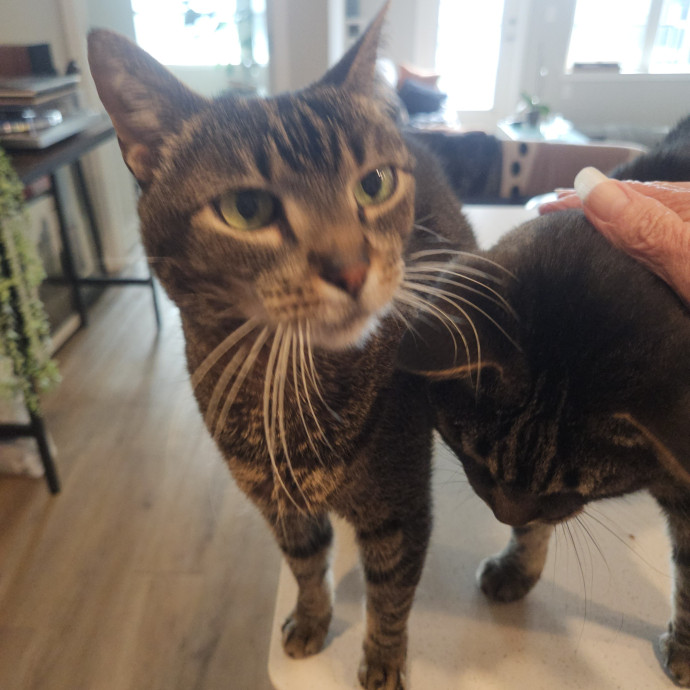 Blue Ribbon Cat Sitter Of Queen City photo 3