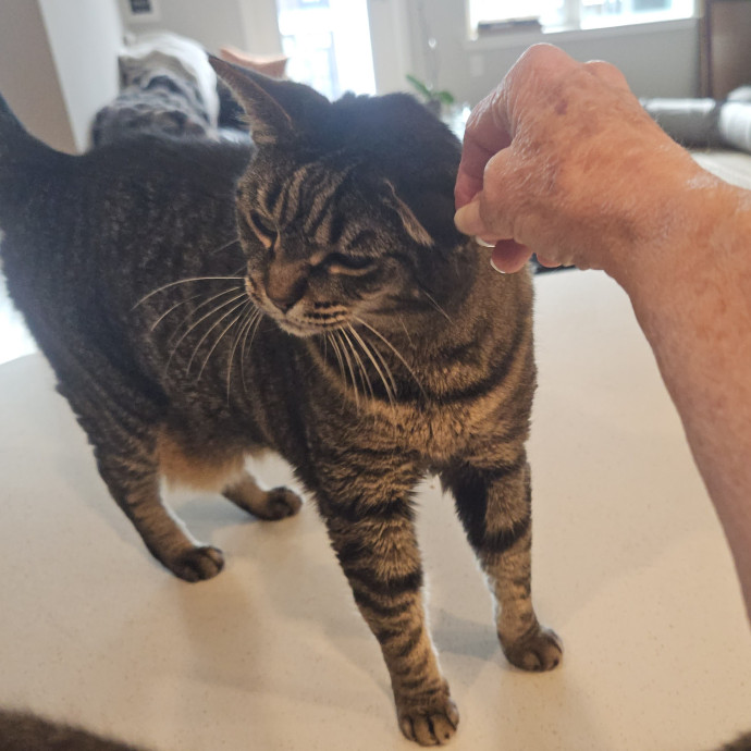 Blue Ribbon Cat Sitter Of Queen City photo 2