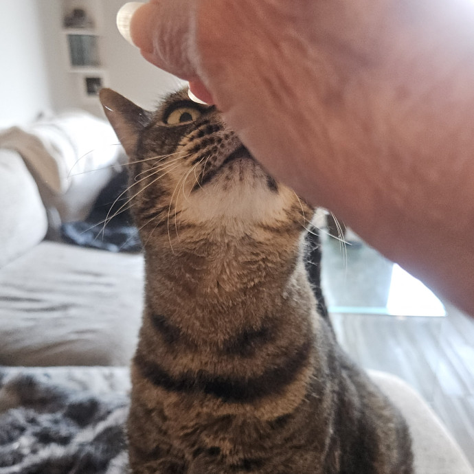 Blue Ribbon Cat Sitter Of Queen City