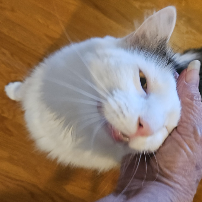 Blue Ribbon Cat Sitter Of Queen City