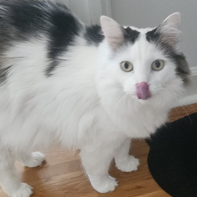 Blue Ribbon Cat Sitter Of Queen City