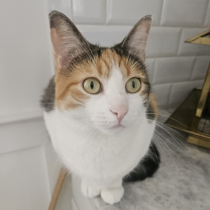 Blue Ribbon Cat Sitter Of Queen City