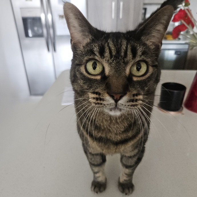 Blue Ribbon Cat Sitter Of Queen City