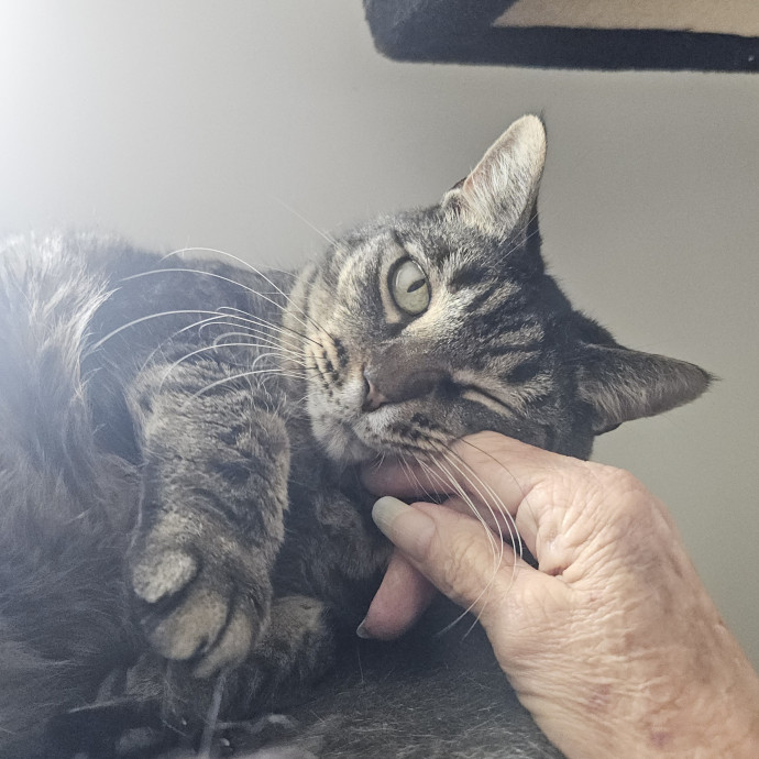Blue Ribbon Cat Sitter Of Queen City