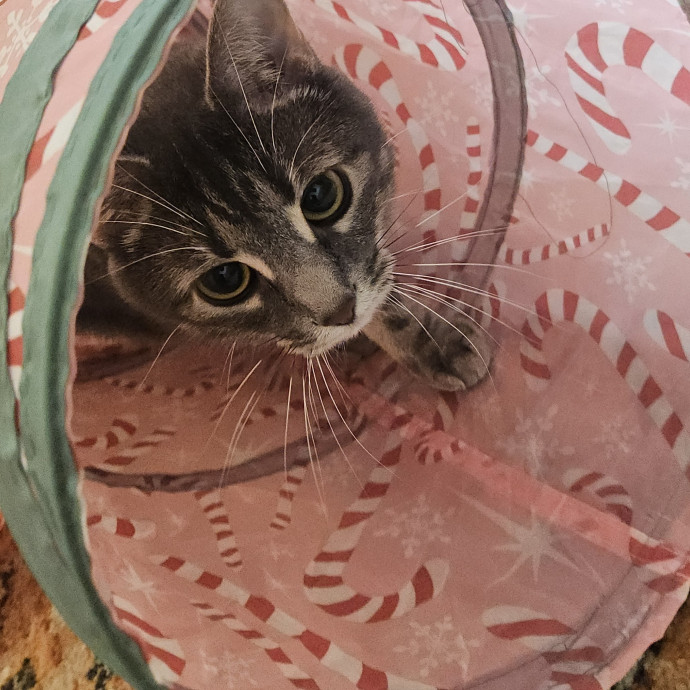 Blue Ribbon Cat Sitter Of Queen City