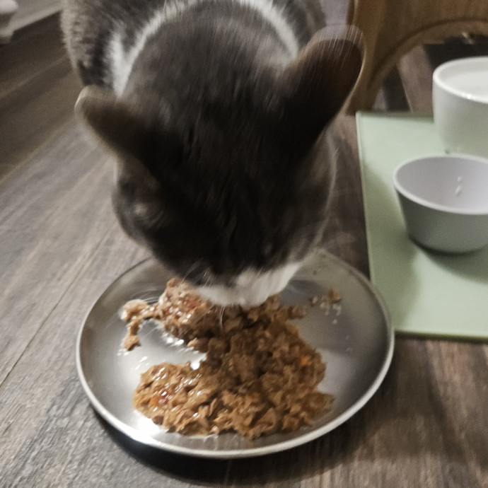 Blue Ribbon Cat Sitter Of Queen City