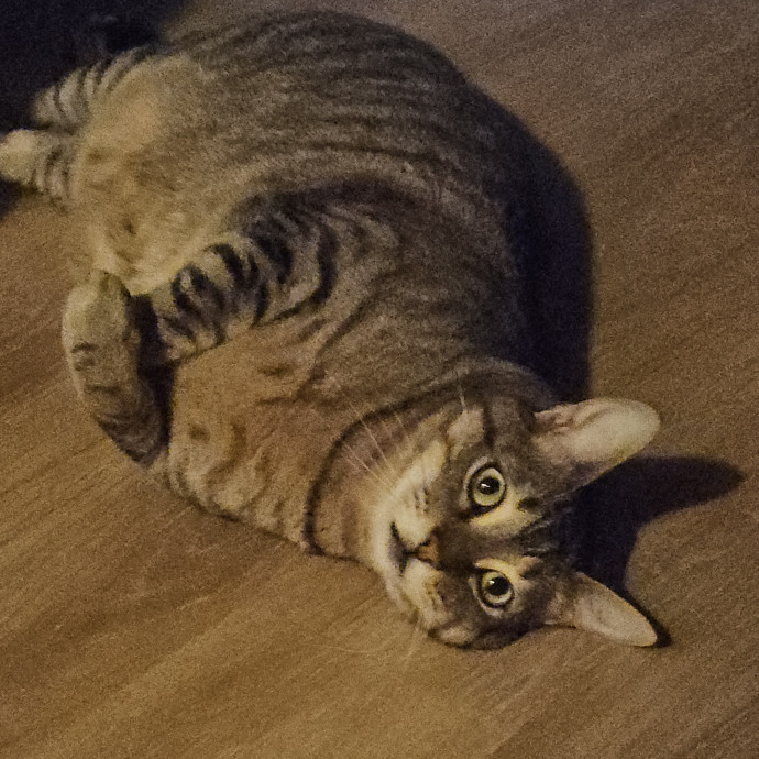 Blue Ribbon Cat Sitter Of Queen City