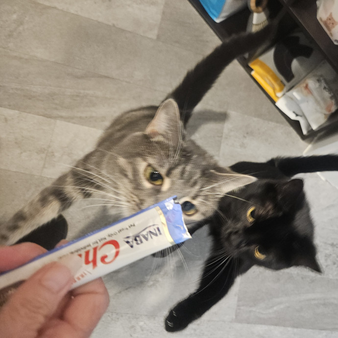 Blue Ribbon Cat Sitter Of Queen City
