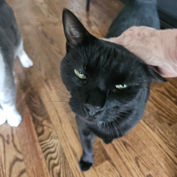 Blue Ribbon Cat Sitter Of Queen City