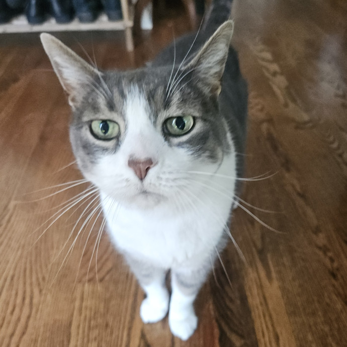 Blue Ribbon Cat Sitter Of Queen City