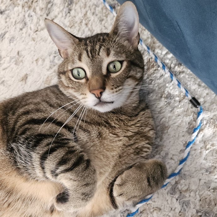Blue Ribbon Cat Sitter Of Queen City