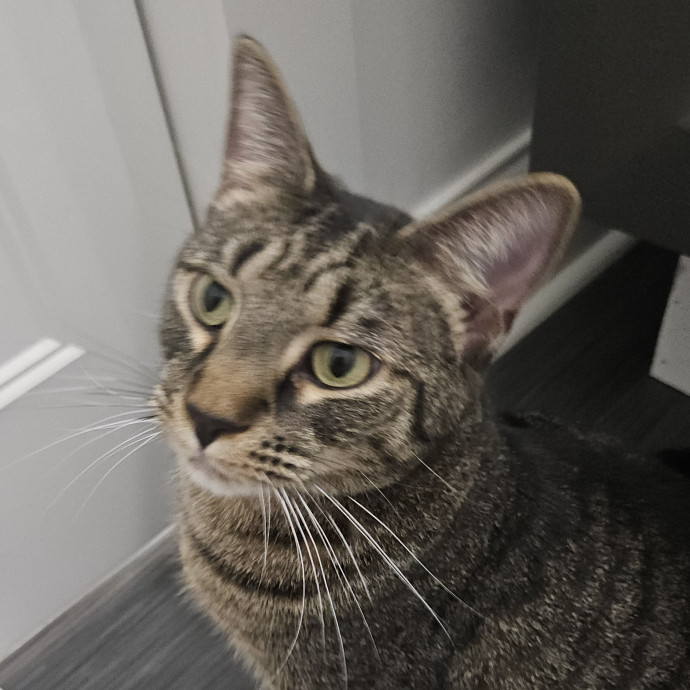 Blue Ribbon Cat Sitter Of Queen City