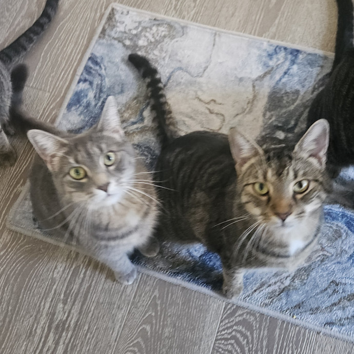Blue Ribbon Cat Sitter Of Queen City
