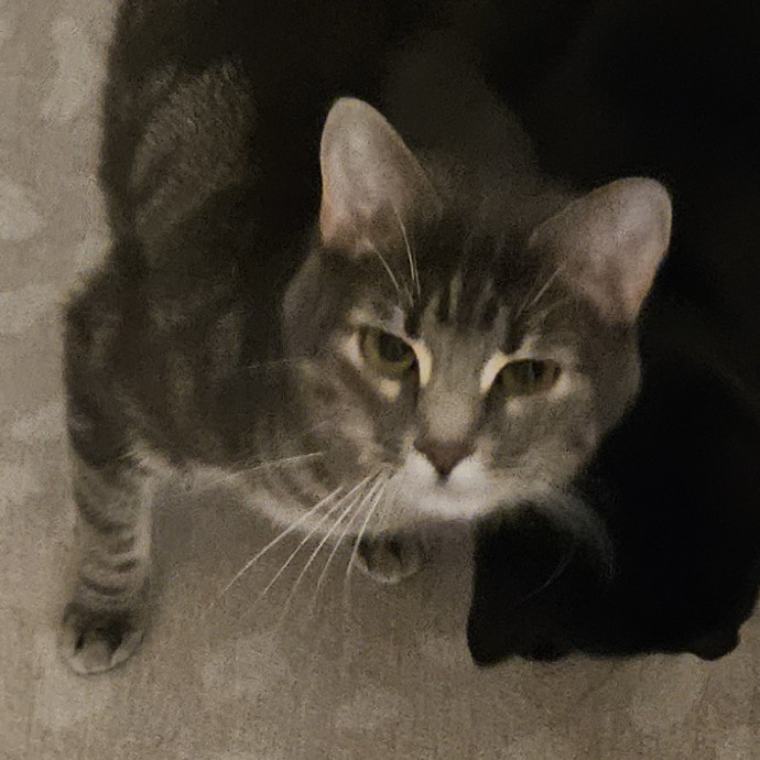 Blue Ribbon Cat Sitter Of Queen City