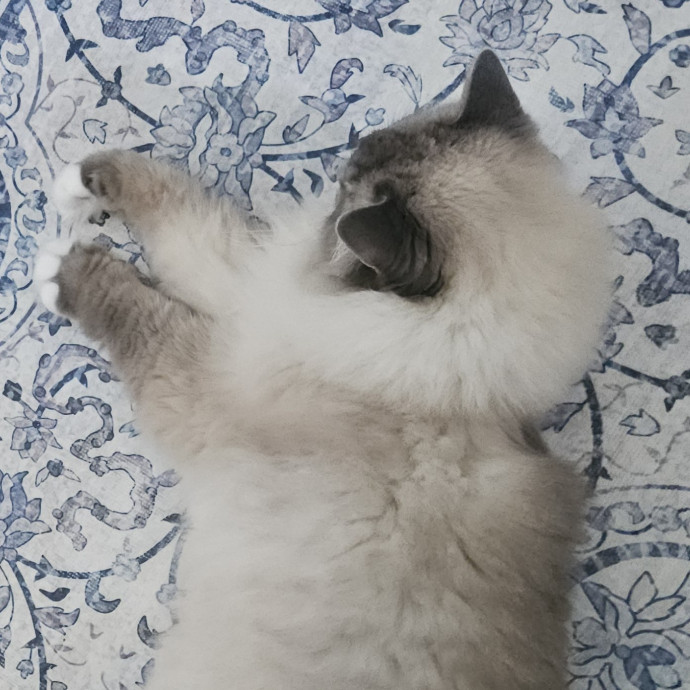 Blue Ribbon Cat Sitter Of Queen City