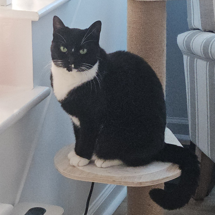 Blue Ribbon Cat Sitter Of Queen City