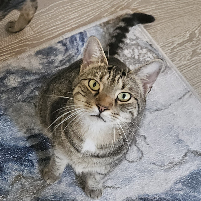 Blue Ribbon Cat Sitter Of Queen City