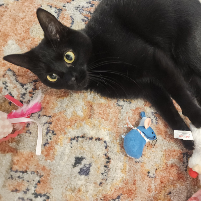 Blue Ribbon Cat Sitter Of Queen City