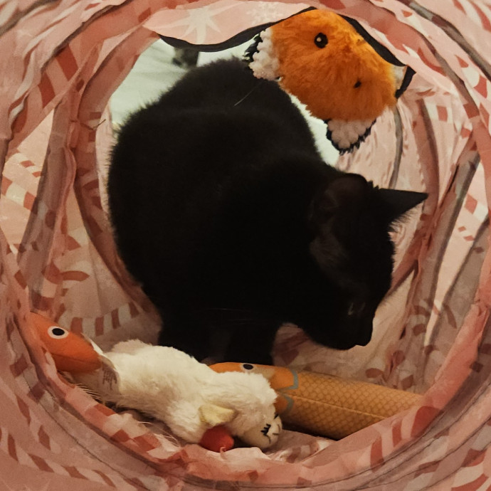 Blue Ribbon Cat Sitter Of Queen City