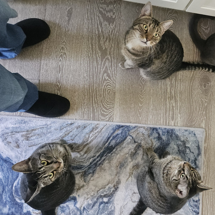 Blue Ribbon Cat Sitter Of Queen City
