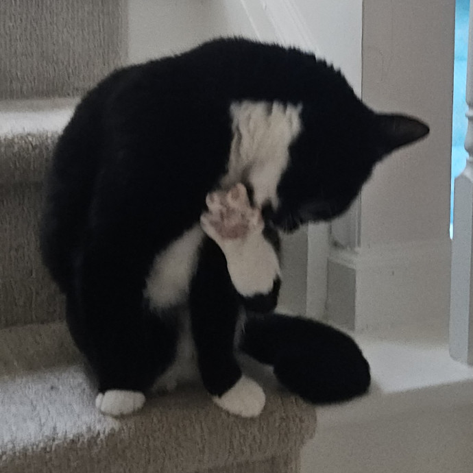 Blue Ribbon Cat Sitter Of Queen City
