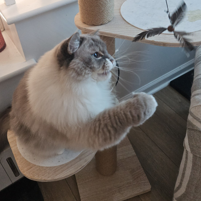 Blue Ribbon Cat Sitter Of Queen City
