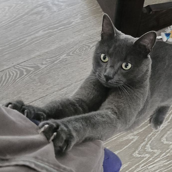 Blue Ribbon Cat Sitter Of Queen City